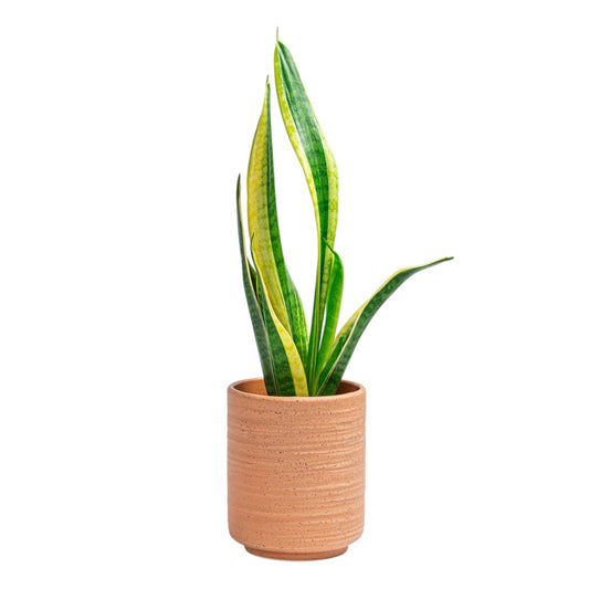 Pot Earth | Terracotta