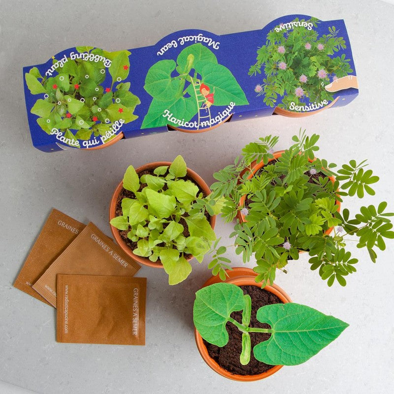 Kit de plantation | Trio de plantes magiques