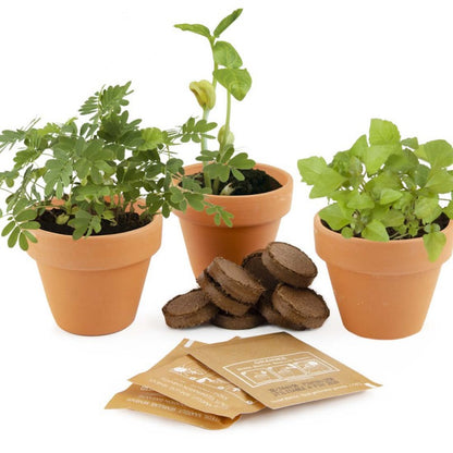 Kit de plantation | Trio de plantes magiques